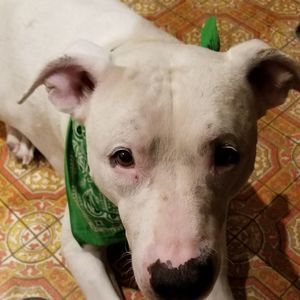 Meet your Posher, Joe